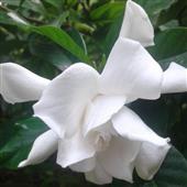 Cầ