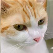 Fi