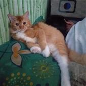 bá