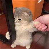 Fu