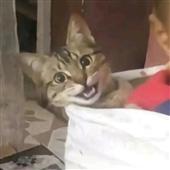 Gấ