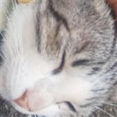 Vũ