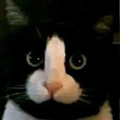 Cá
