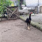Bỏ