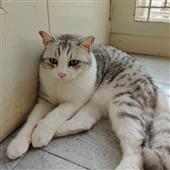 Mù