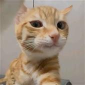 Gấ