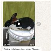 Cá