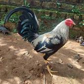 Ke