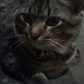 Ne