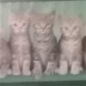 Bd