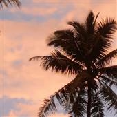 Gi