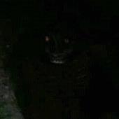 Ng