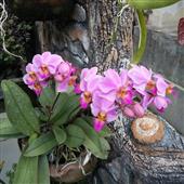 Đế