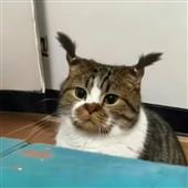Tr