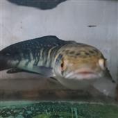 Nă