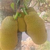 Bả