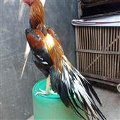 Cá
