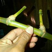 Lị