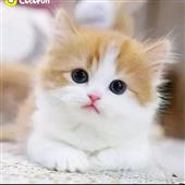 Tỷ
