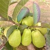 Tỷ