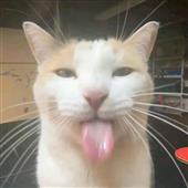 Cổ